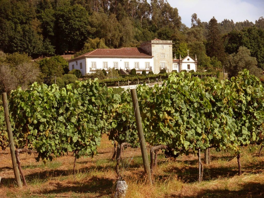 Adega Vinho verde