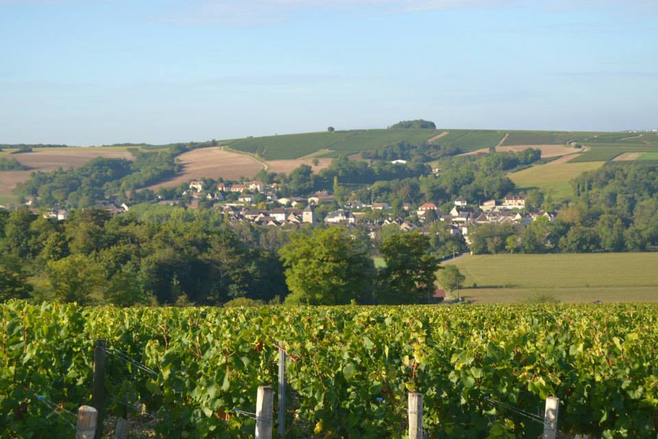 vins de bourgogne chablis Ellevin