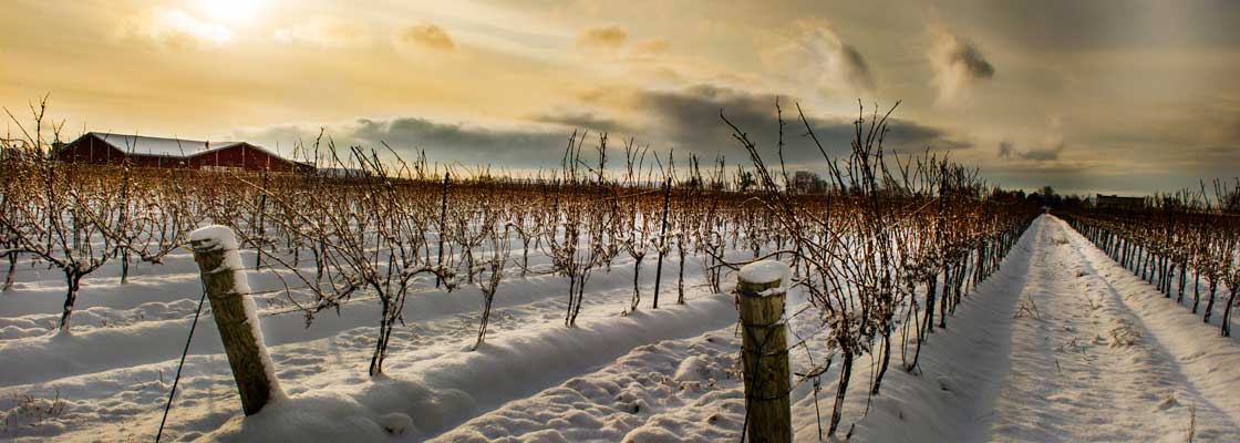 ice wine canada