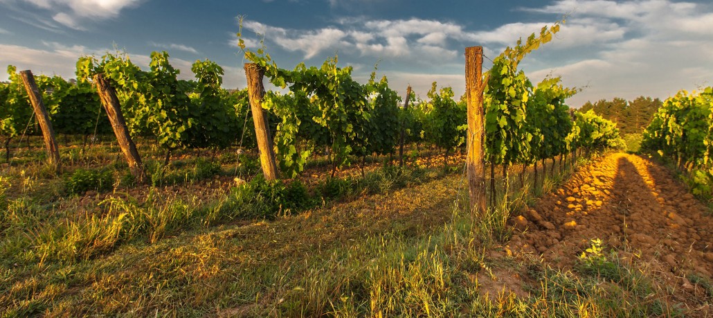 selection vins France Estate Selection