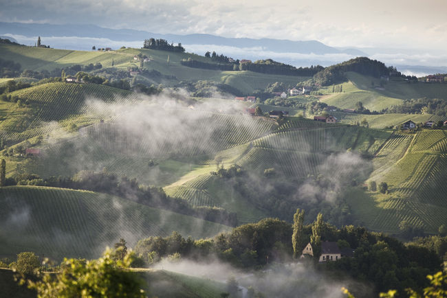 vignoble autrichien