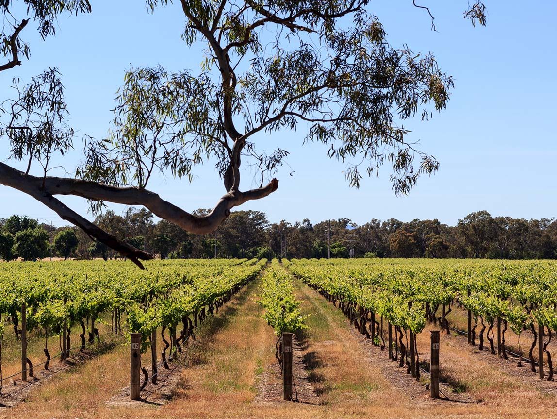 vins australie